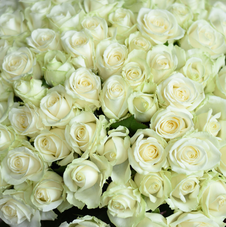 купить цветы Букет из белых роз